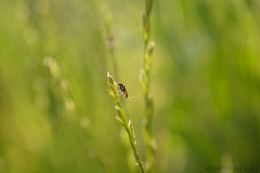 Axinotarsus pulicarius