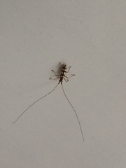 Olenecamptus formosanus
