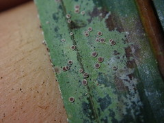 Byssoloma subundulatum
