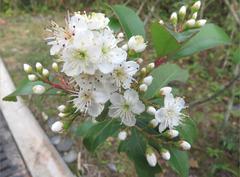 Prunus salicina