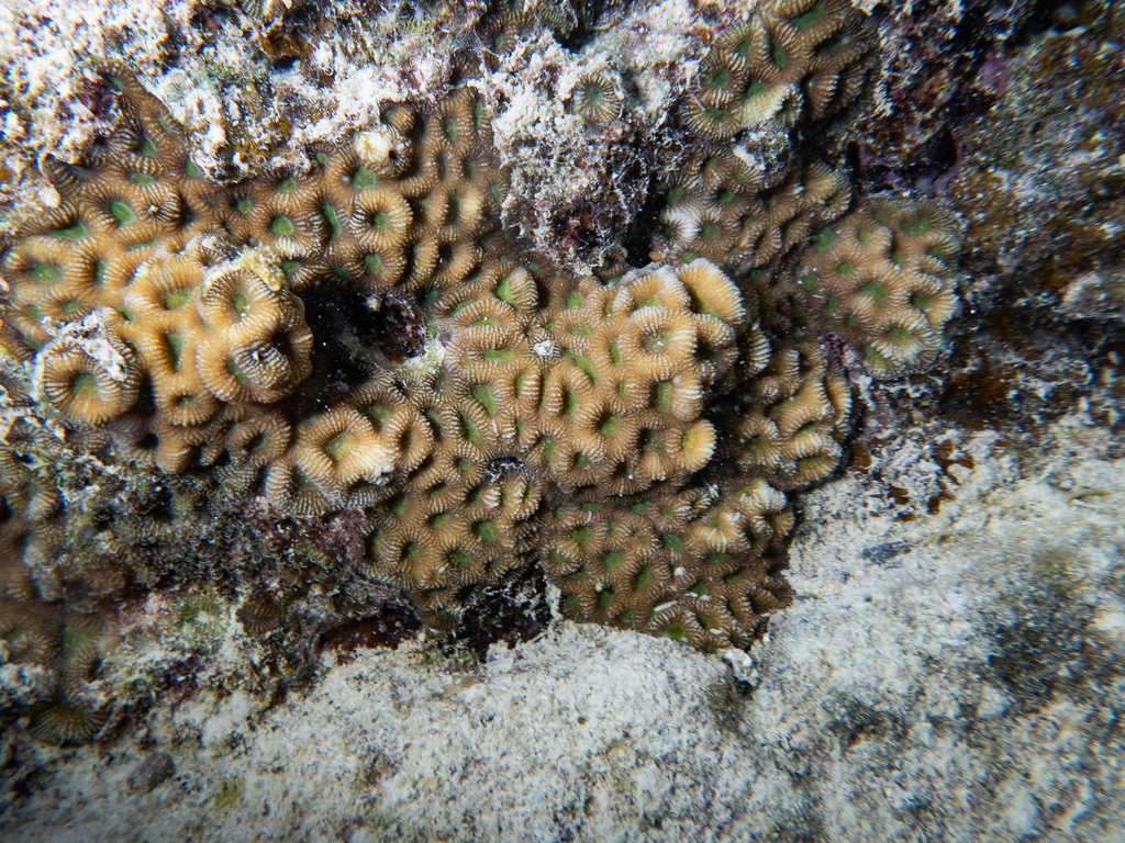 Merulinidae Merulinidae on April 11, 2024 at 06:39 PM by WILDDADA · iNaturalist