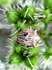 Ancyrosoma leucogrammes