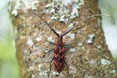 Hemadius oenochrous