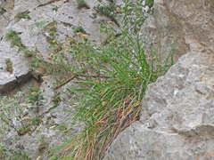 Sesleria doerfleri