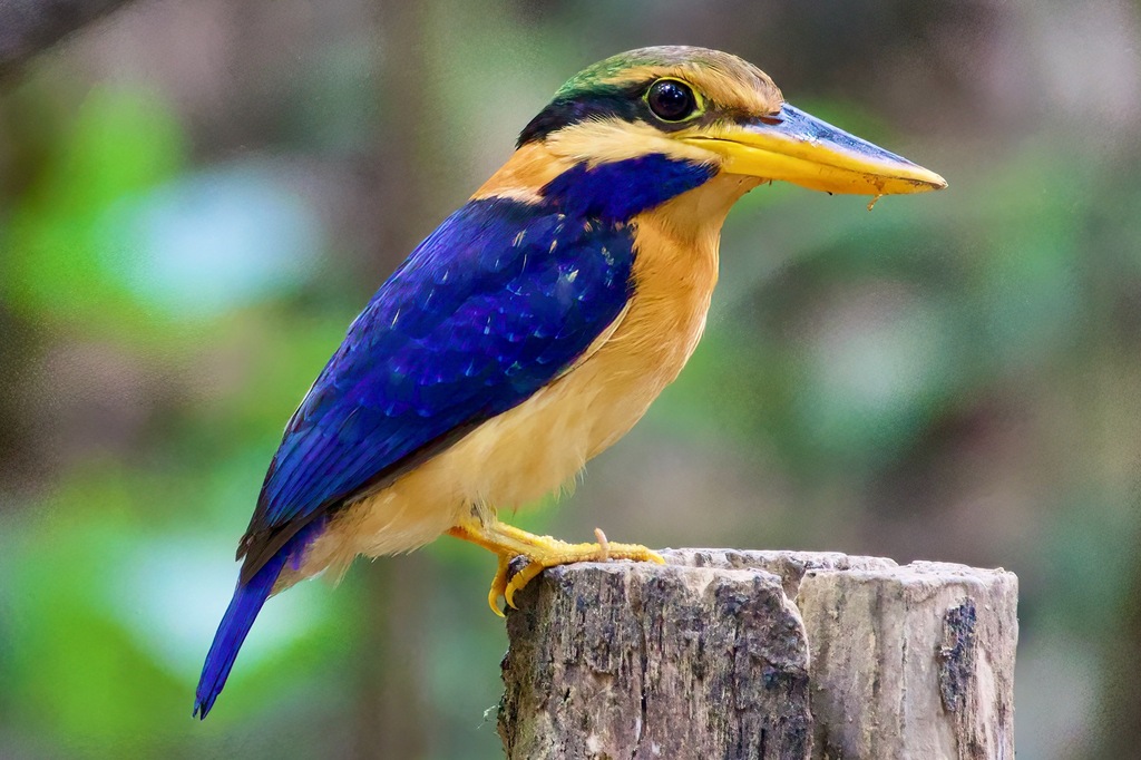 Wood Kingfishers
