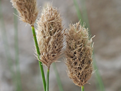 Sesleria doerfleri