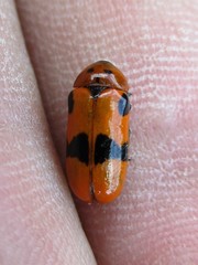 Clytra novempunctata