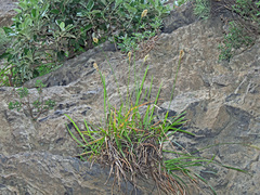 Sesleria doerfleri