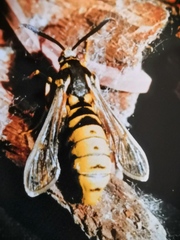 Eusphecia pimplaeformis