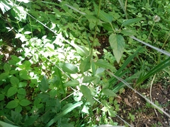 Clematis lathyrifolia
