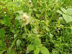 Clematis lathyrifolia
