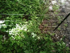 Clematis lathyrifolia