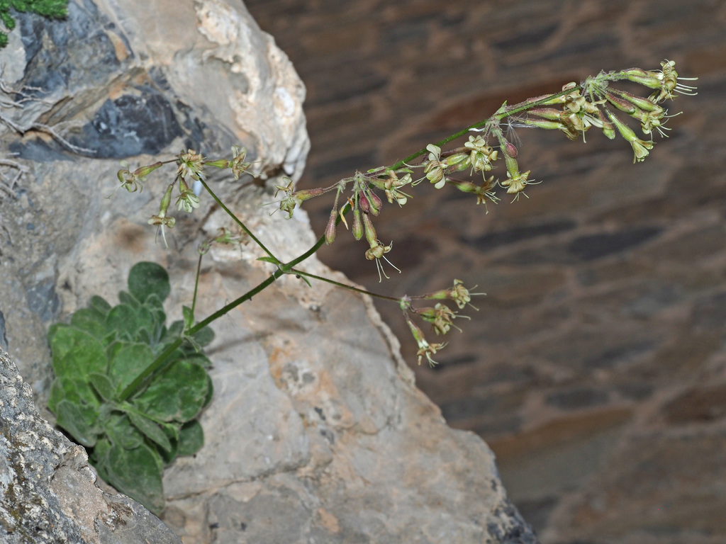 Silene gigante