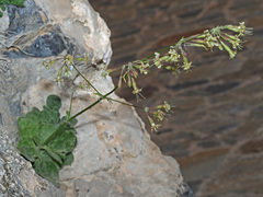 Silene gigantea
