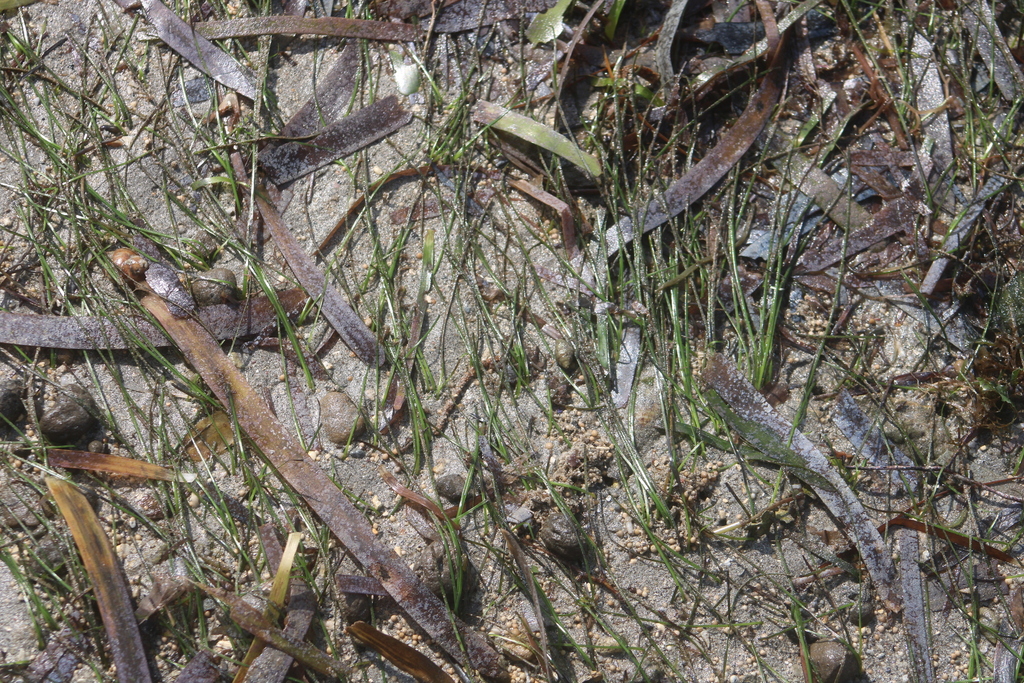 Photo of Cylindrical Seagrass (Syringodium isoetifolium)