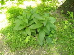 Symphytum caucasicum