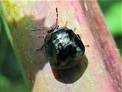 Coptosoma scutellatum
