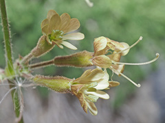 Silene gigantea