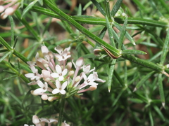 Asperula pubescens
