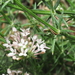 Hexaphylla pubescens - Photo (c) Felix Riegel,  זכויות יוצרים חלקיות (CC BY-NC), הועלה על ידי Felix Riegel