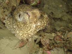 Amphioctopus