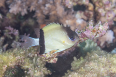 Pycnochromis retrofasciatus