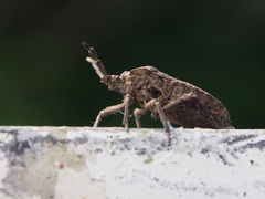 Megymenum brevicorne