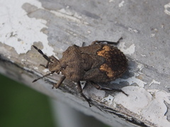 Megymenum brevicorne