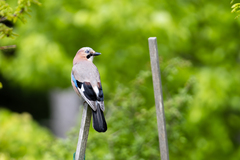 Eurasian Jay photo 5