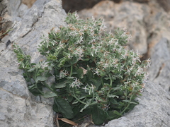 Symphytum creticum