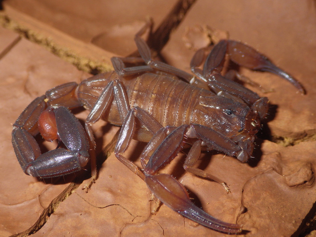 Troglorhopalurus iuiu