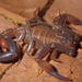 Troglorhopalurus lacrau - Photo (c) Cave Naturalist, some rights reserved (CC BY-NC), uploaded by Cave Naturalist