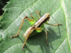 Pachytrachis gracilis