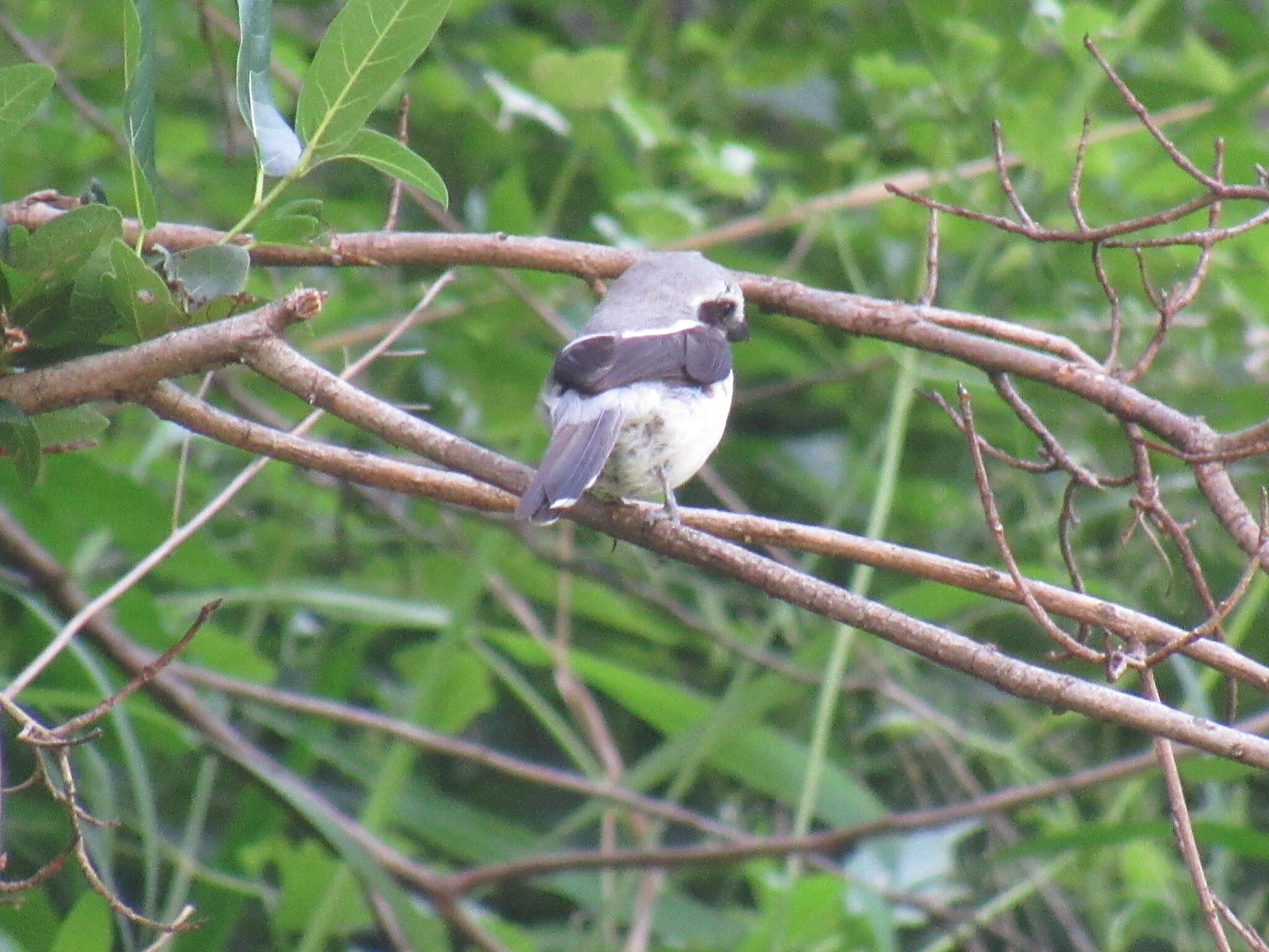 Mackinnon's Shrike (Lanius mackinnoni), photo 8