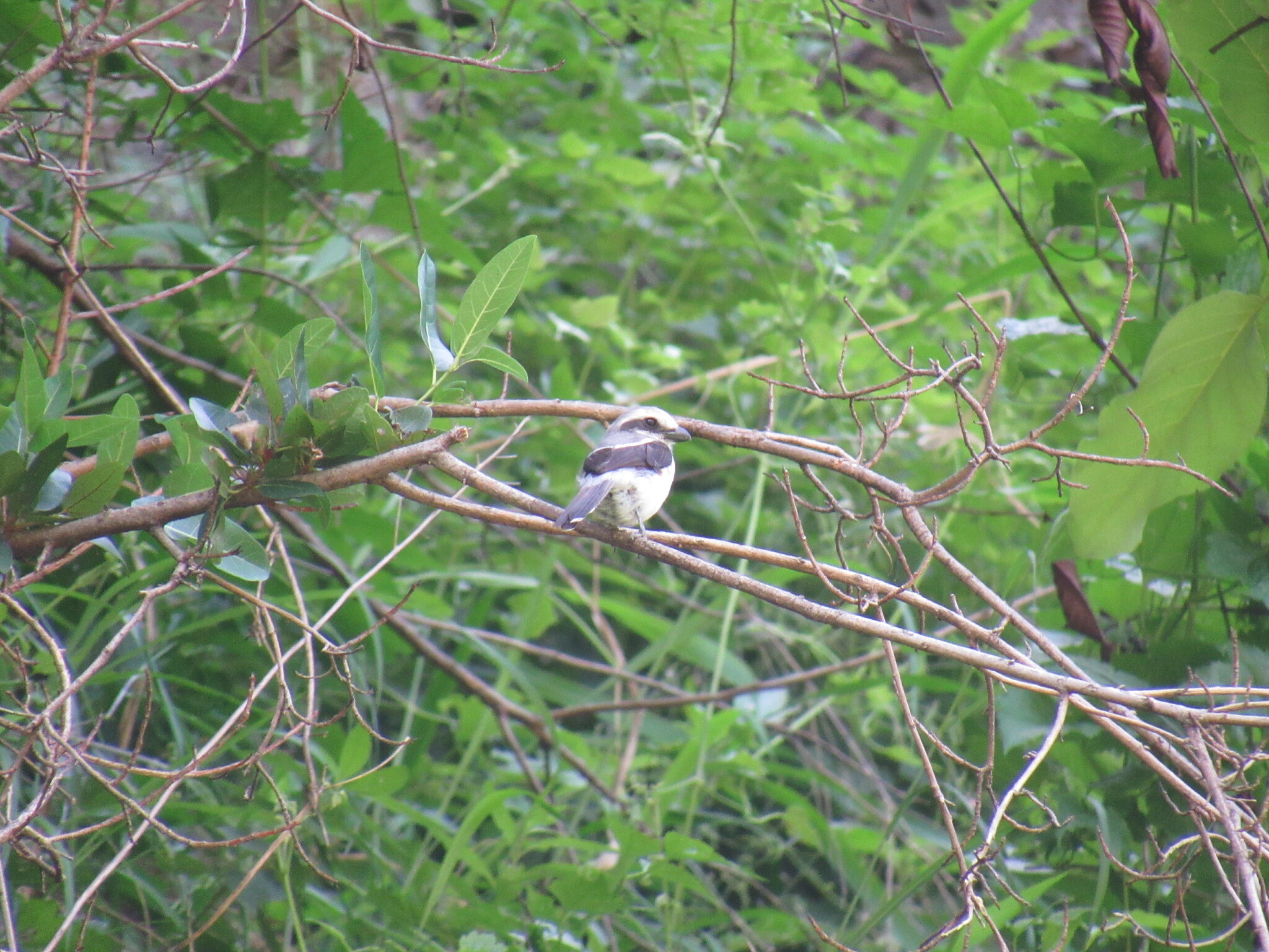 Mackinnon's Shrike (Lanius mackinnoni), photo 7