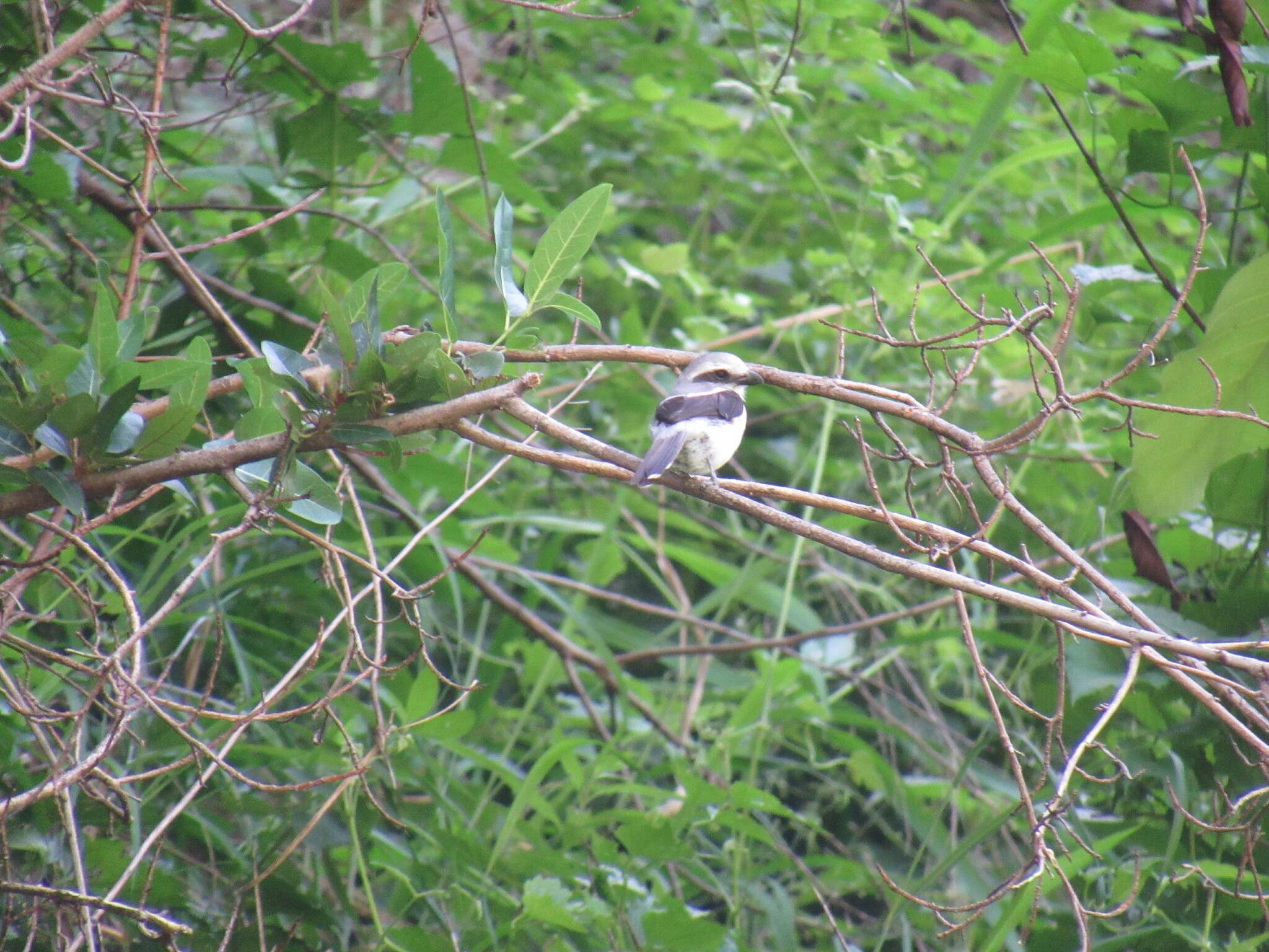 Mackinnon's Shrike (Lanius mackinnoni), photo 9