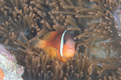 Amphiprion barberi