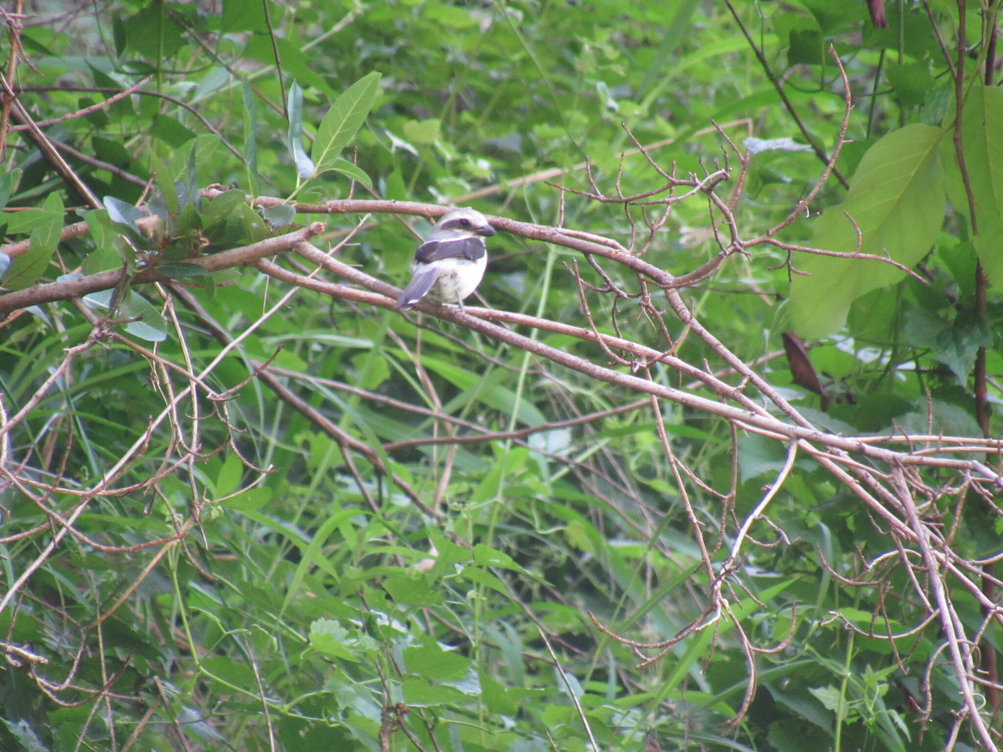 Mackinnon's Shrike (Lanius mackinnoni), photo 10