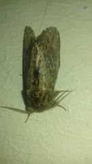 Peridea anceps