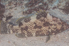 Epinephelus maculatus