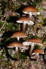 Mycena mulawaestris