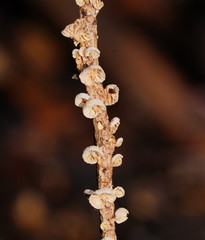 Marasmiellus affixus