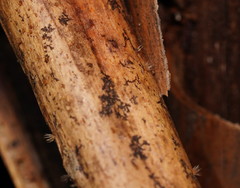 Hispidula dicksoniae