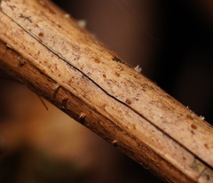 Hispidula dicksoniae