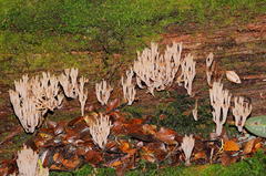 Artomyces austropiperatus