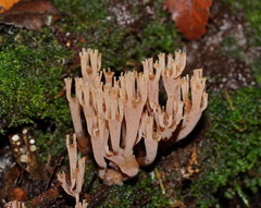 Artomyces austropiperatus