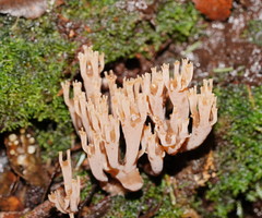 Artomyces austropiperatus