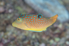 Canthigaster solandri