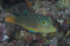 Canthigaster solandri