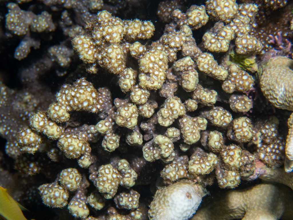 anemone coral